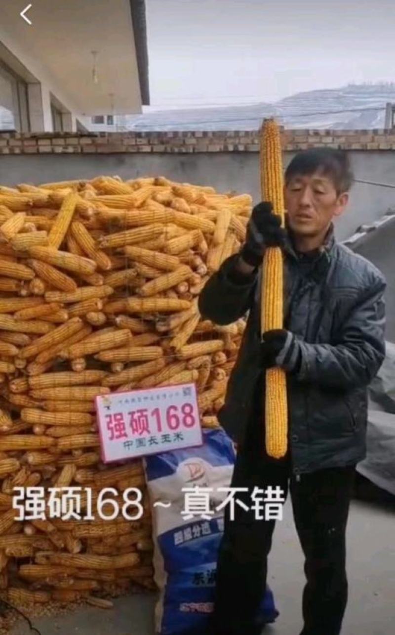 强硕168玉米种厂家正品5500粒