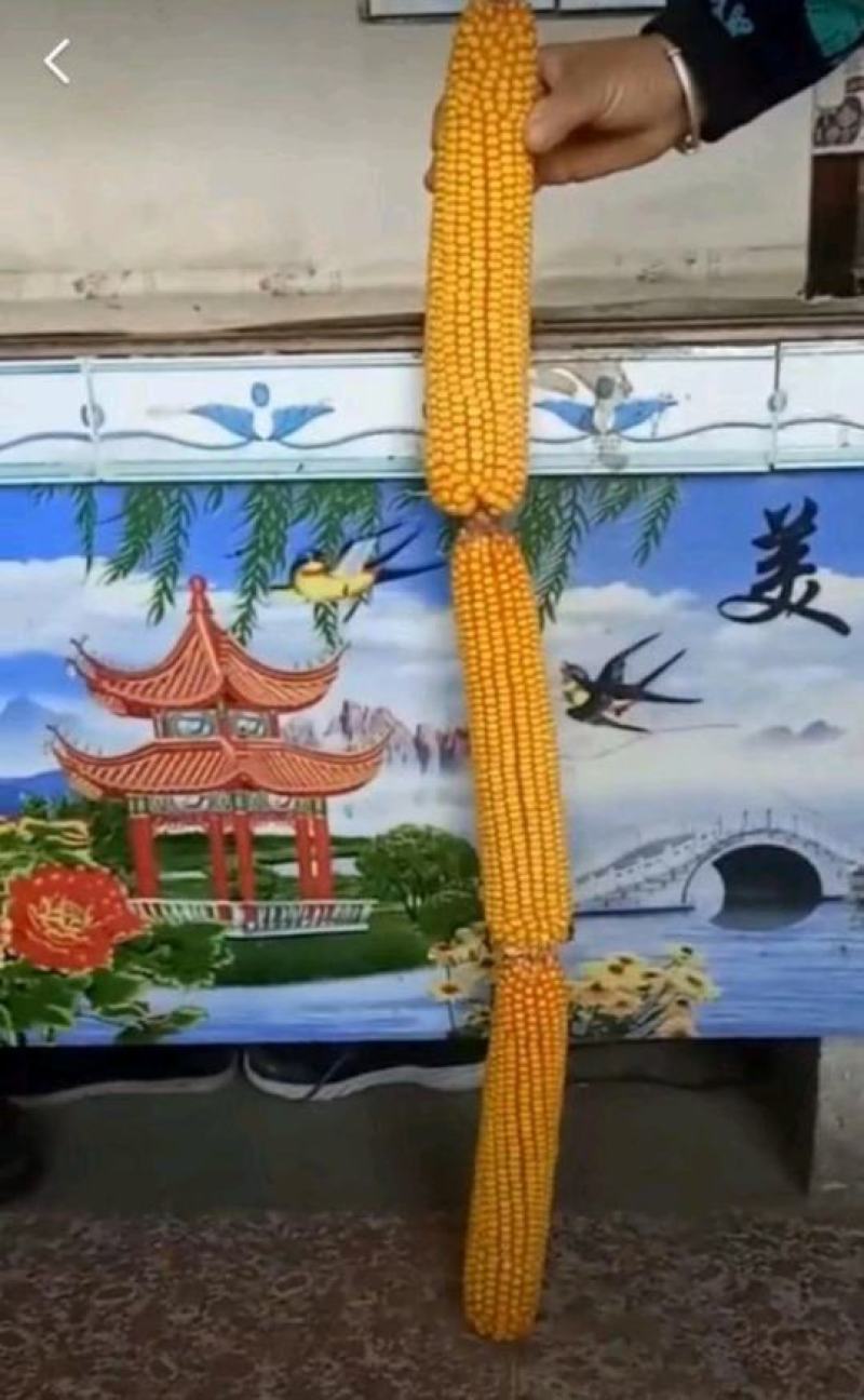 强硕168玉米种厂家正品5500粒