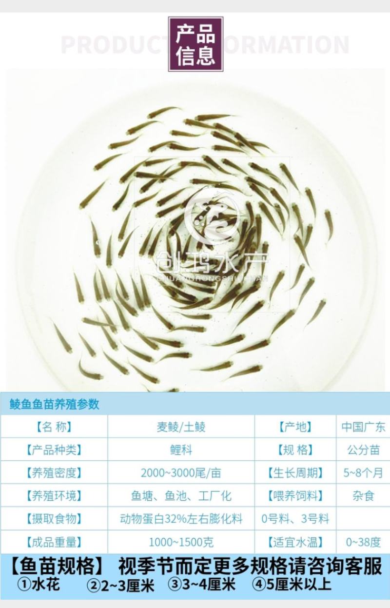 【2023新苗】土鲮鱼苗麦鲮鱼苗鲮鱼水花饲料鱼