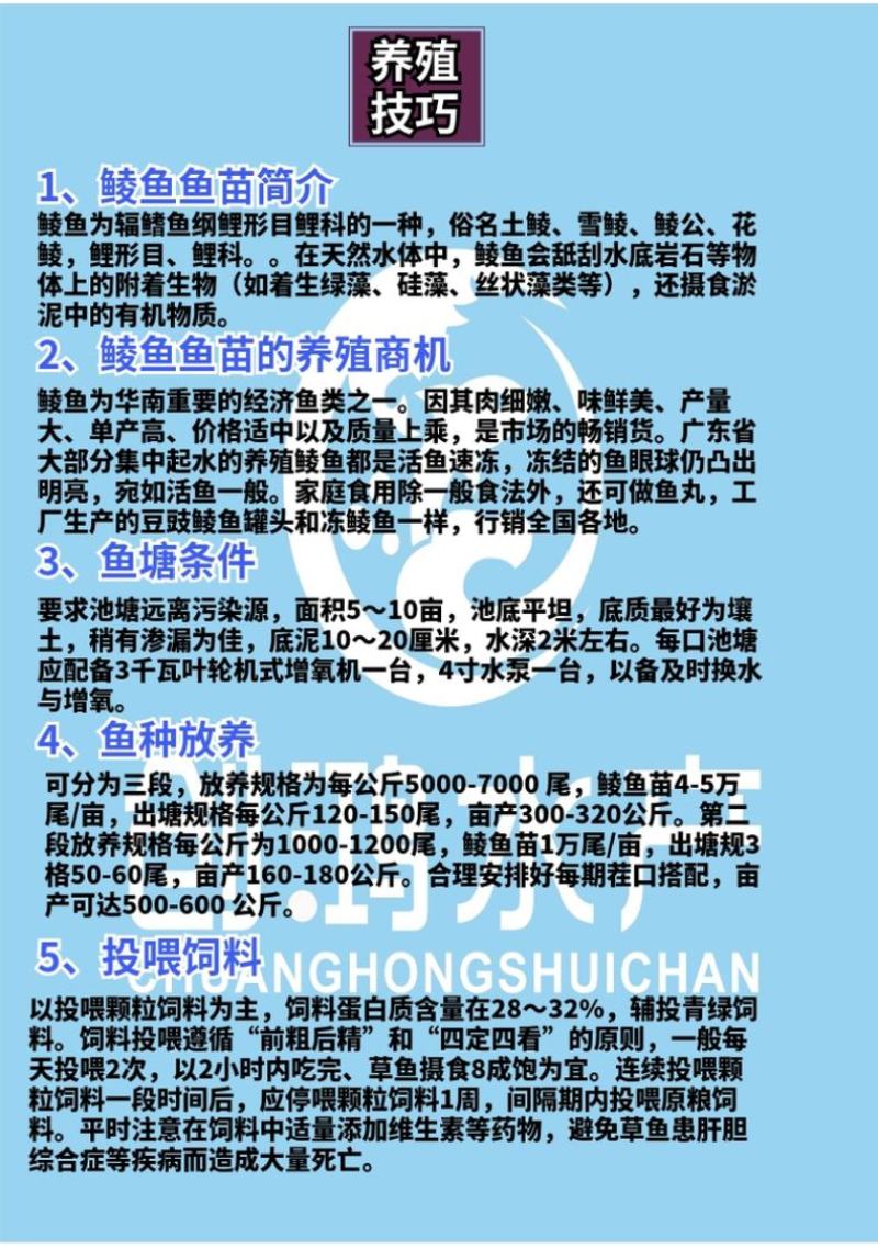 【2023新苗】土鲮鱼苗麦鲮鱼苗鲮鱼水花饲料鱼