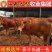 黄牛改良黄牛杂交黄牛土黄牛放养黄牛小黄牛包成活