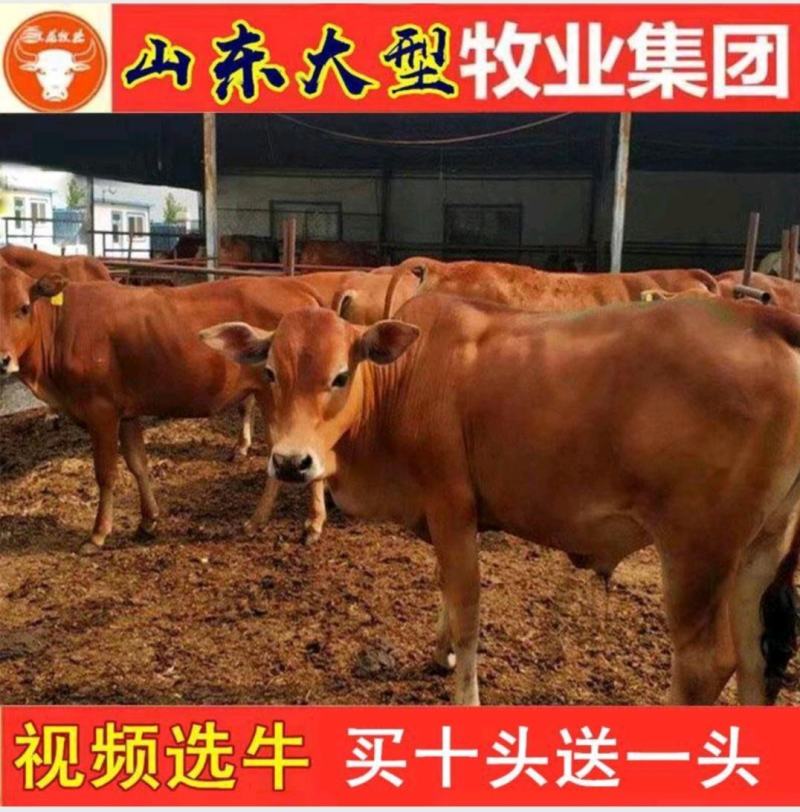 黄牛改良黄牛杂交黄牛土黄牛放养黄牛小黄牛包成活