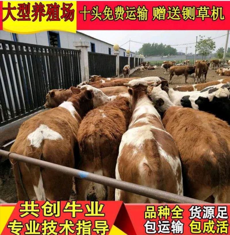 黄牛改良黄牛杂交黄牛土黄牛放养黄牛小黄牛包成活