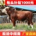 【精品】西门塔尔牛免费送货货到付款牛犊黄牛包活