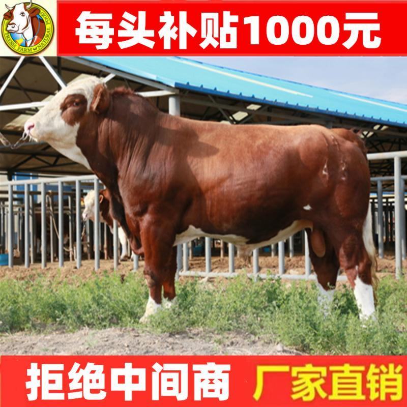 【精品】西门塔尔牛免费送货货到付款牛犊黄牛包活