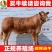 【精品】西门塔尔牛免费送货货到付款牛犊黄牛包活