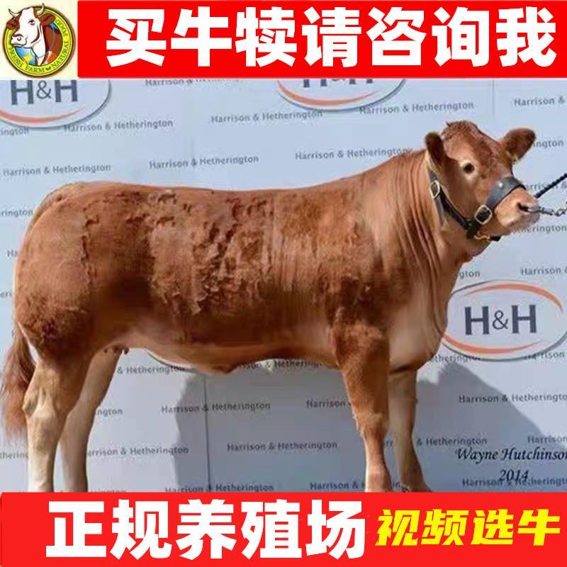 【精品】西门塔尔牛免费送货货到付款牛犊黄牛包活