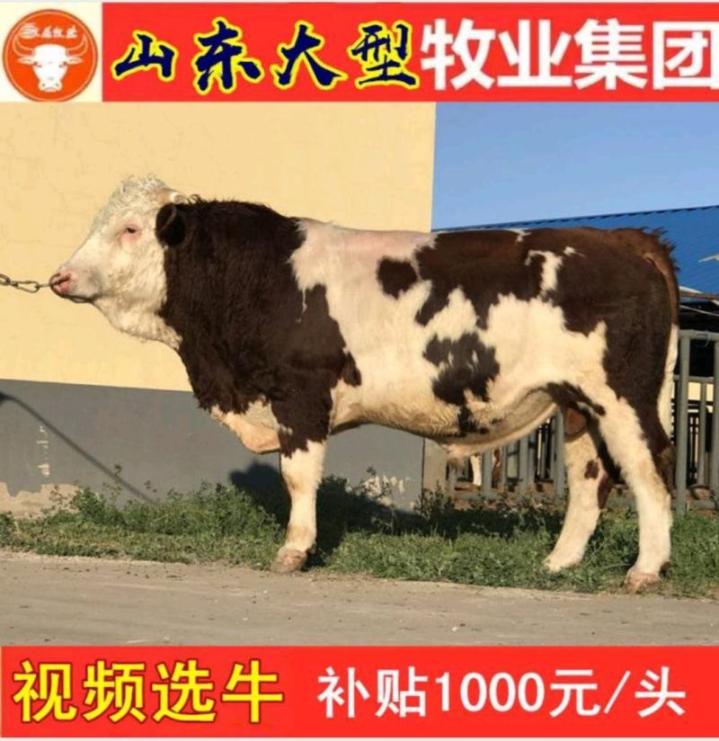西门塔尔牛犊包成活西门塔尔母牛犊西门塔尔肉牛犊