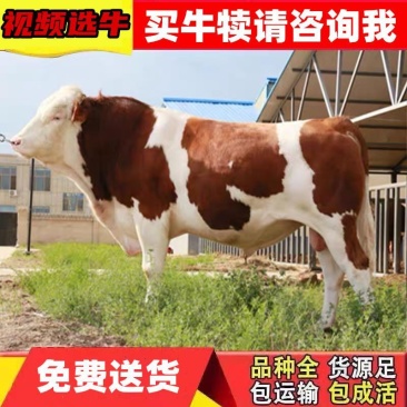 西门塔尔牛犊包成活西门塔尔母牛犊西门塔尔肉牛犊