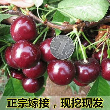 樱桃树苖车厘子树苗四季果树果苗南方北方种植嫁接樱桃苗