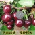 樱桃树苖车厘子树苗四季果树果苗南方北方种植嫁接樱桃苗