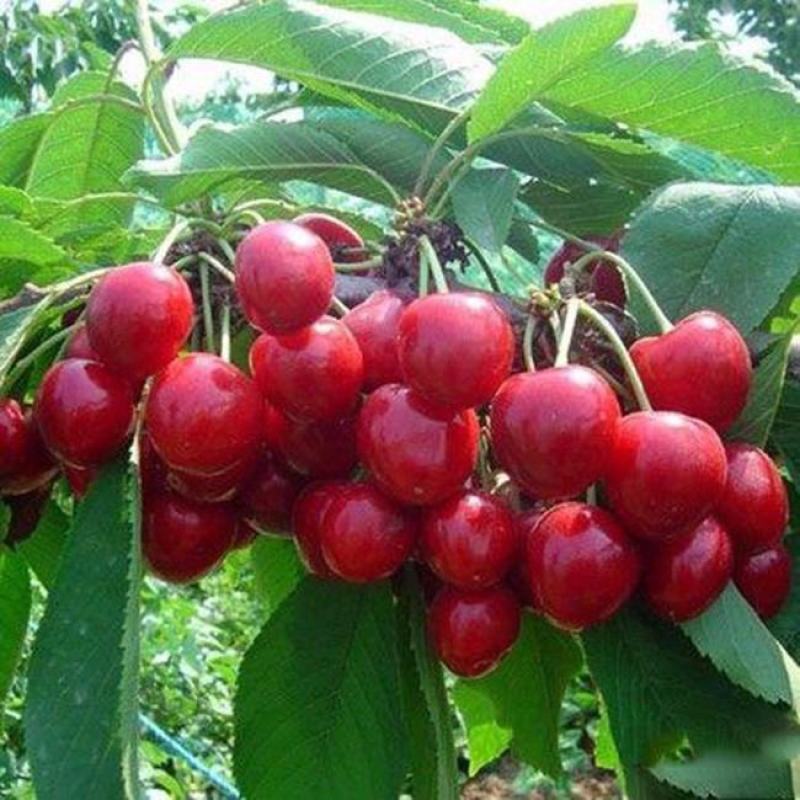 樱桃树苖车厘子树苗四季果树果苗南方北方种植嫁接樱桃苗