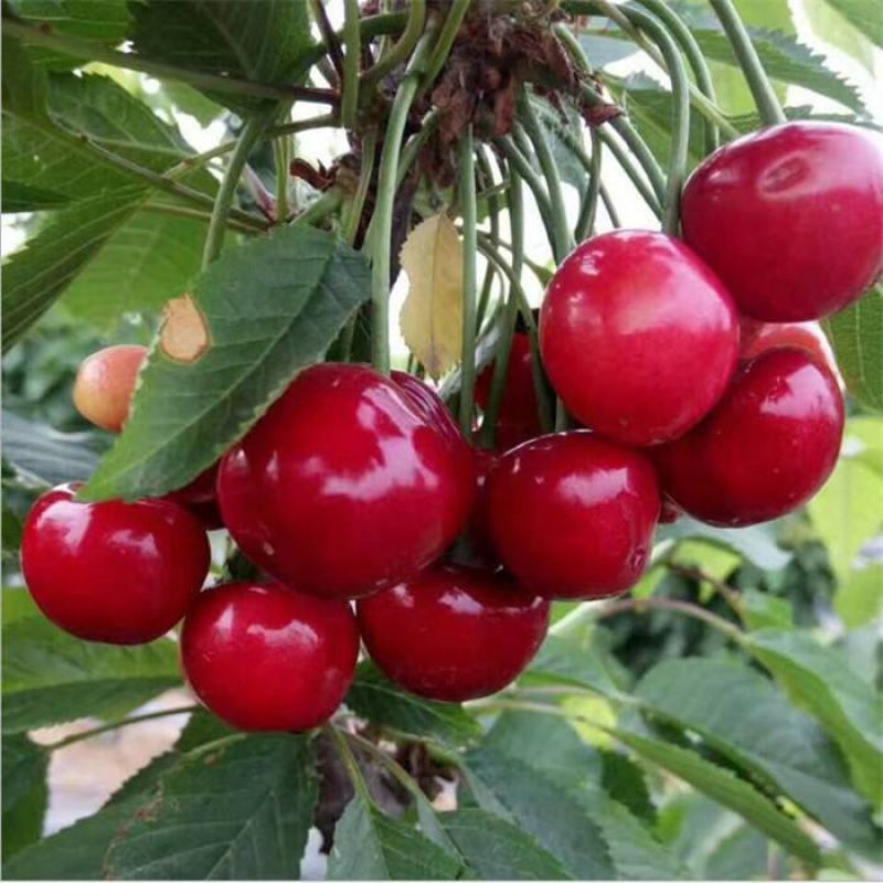 樱桃树苖车厘子树苗四季果树果苗南方北方种植嫁接樱桃苗