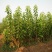 樱桃树苖车厘子树苗四季果树果苗南方北方种植嫁接樱桃苗