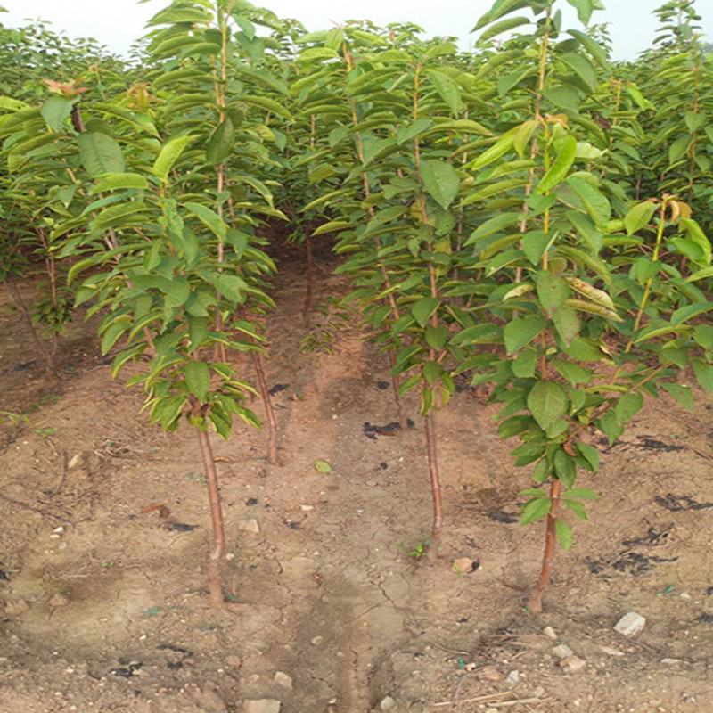 樱桃树苖车厘子树苗四季果树果苗南方北方种植嫁接樱桃苗