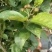樱桃树苖车厘子树苗四季果树果苗南方北方种植嫁接樱桃苗