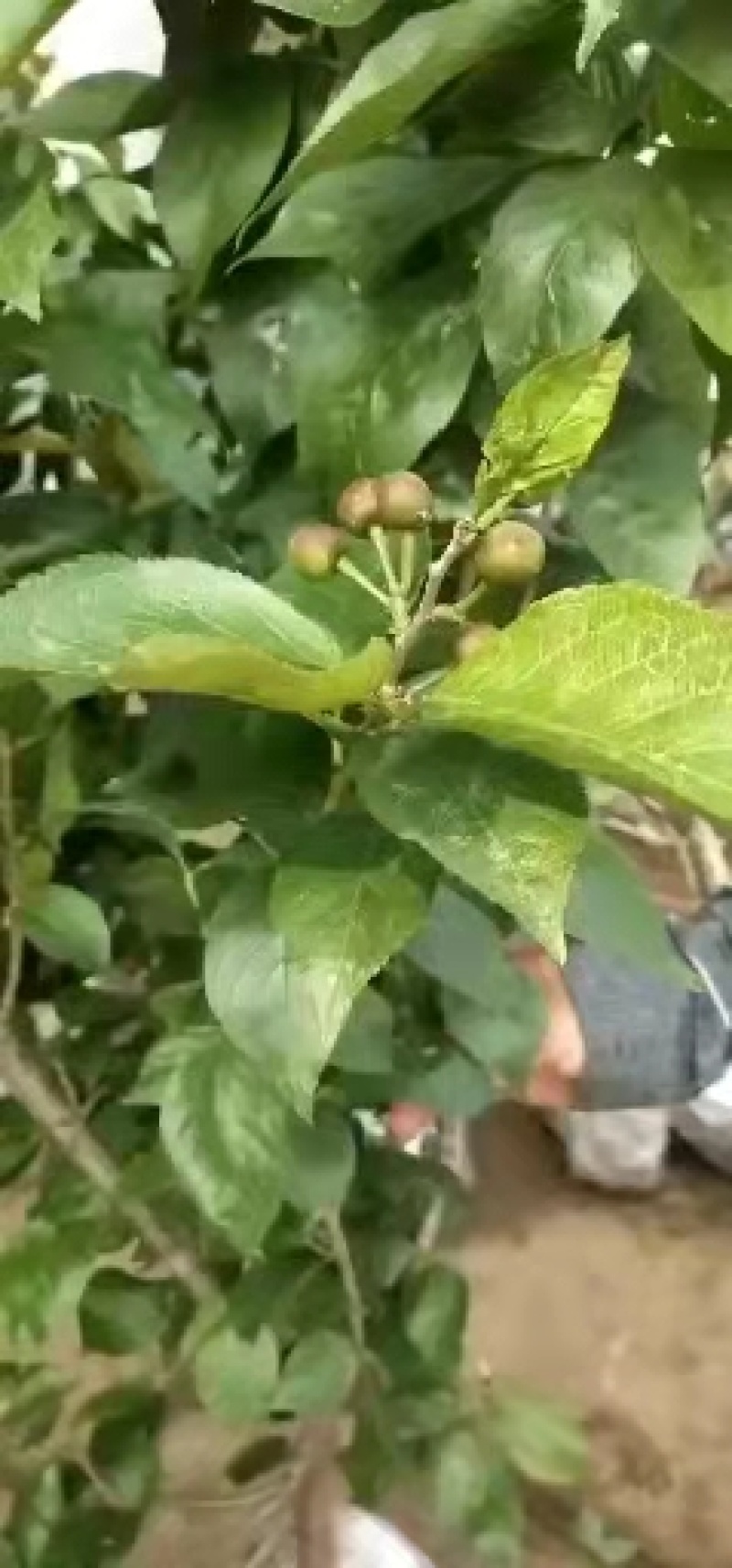 樱桃树苖车厘子树苗四季果树果苗南方北方种植嫁接樱桃苗