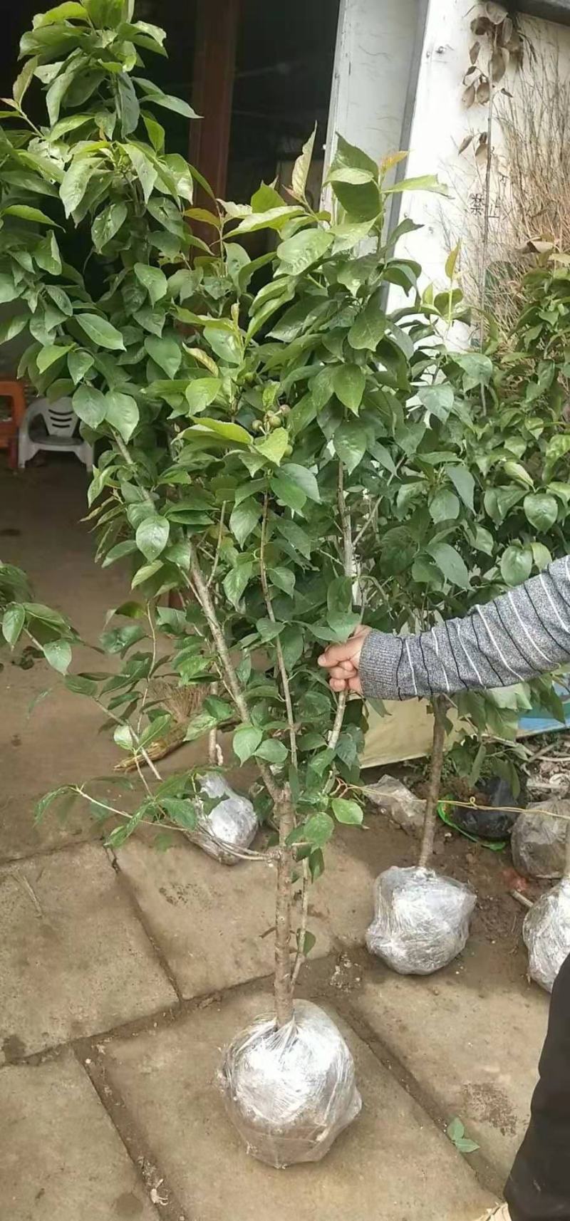 樱桃树苖车厘子树苗四季果树果苗南方北方种植嫁接樱桃苗