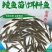 【2023新苗】土鲮鱼苗麦鲮鱼苗鲮鱼水花饲料鱼