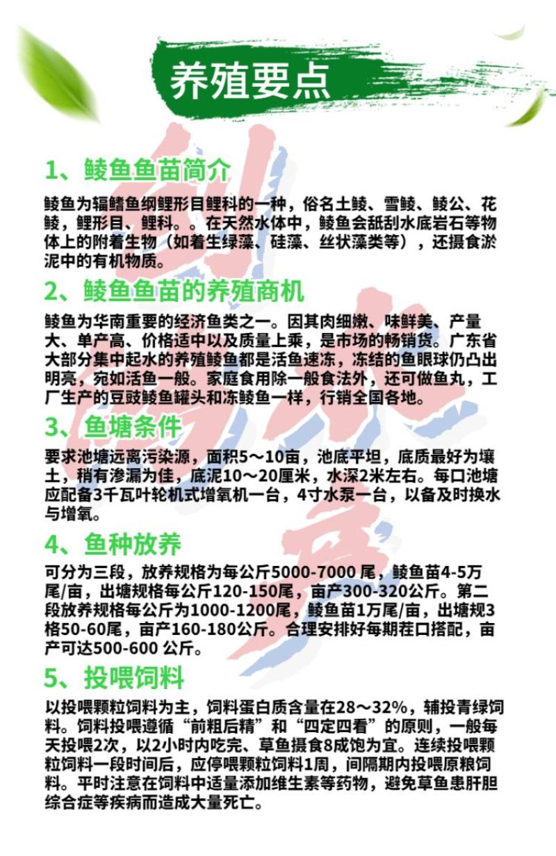 2023新苗鲮鱼苗批发土鲮鱼苗鲮鱼水花桂花饲料鱼苗