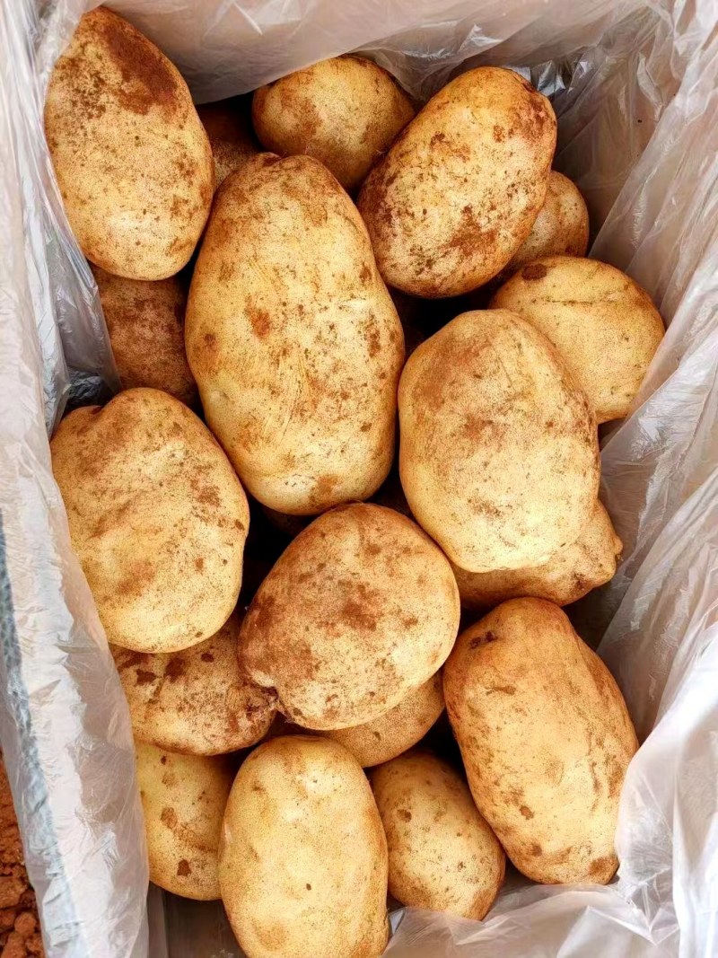 黄皮黄心土豆三两起上车1600一吨，非诚勿扰
