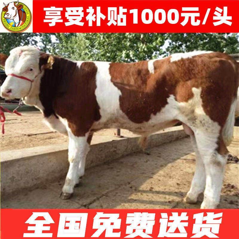 黄牛免费送货货到付款包技术包回收买十头送一头