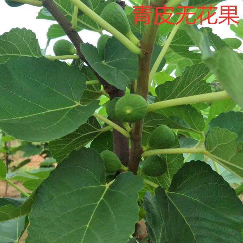 无花果树苗南北方庭院种植盆栽地栽当年结果特大矮化波姬红果
