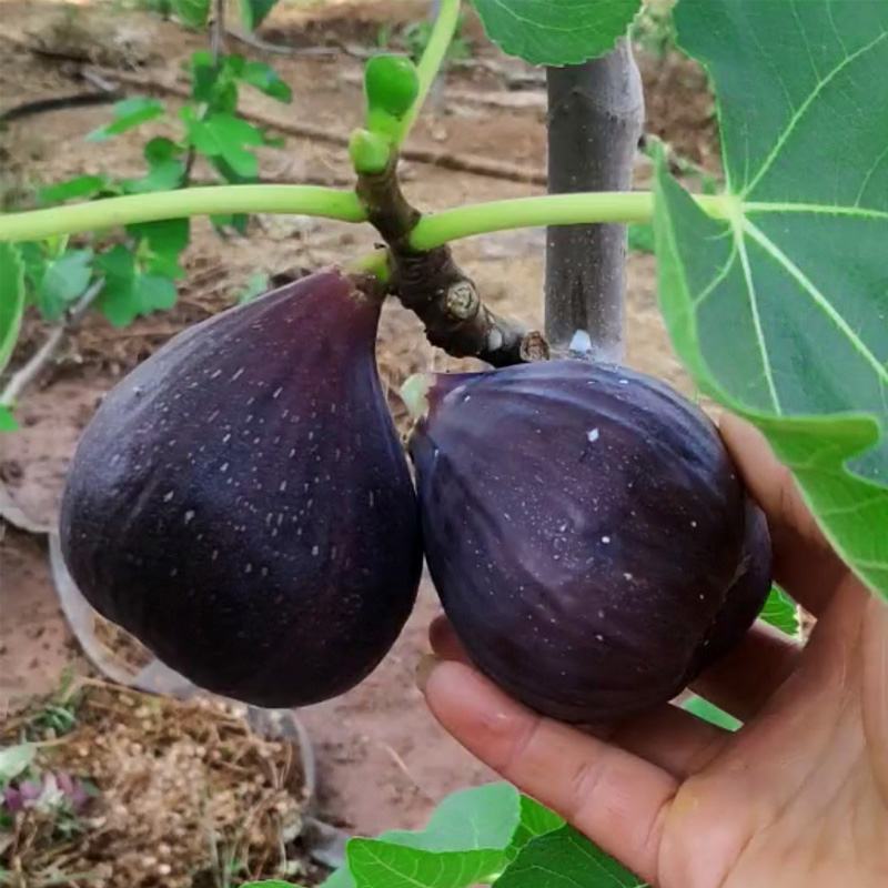 无花果树苗南北方庭院种植盆栽地栽当年结果特大矮化波姬红果