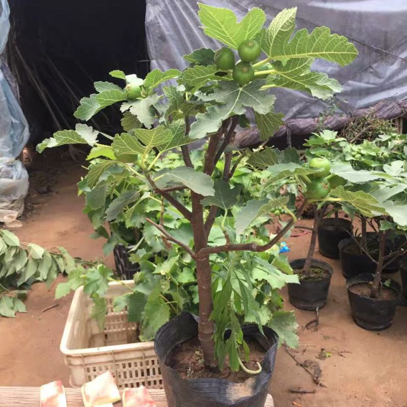 无花果树苗南北方庭院种植盆栽地栽当年结果特大矮化波姬红果