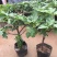 无花果树苗南北方庭院种植盆栽地栽当年结果特大矮化波姬红果