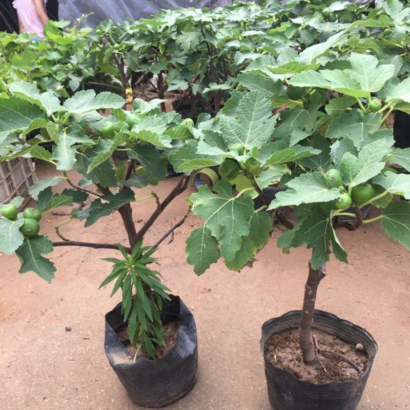 无花果树苗南北方庭院种植盆栽地栽当年结果特大矮化波姬红果