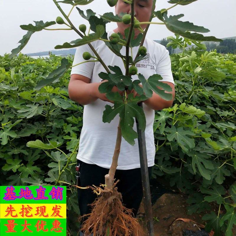 无花果树苗南北方庭院种植盆栽地栽当年结果特大矮化波姬红果