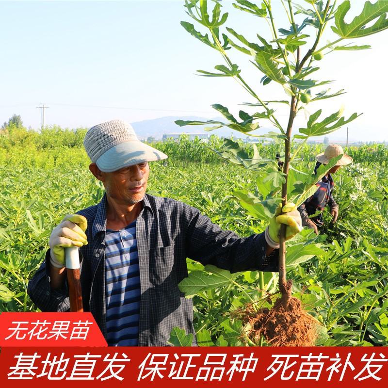 无花果树苗南北方庭院种植盆栽地栽当年结果特大矮化波姬红果