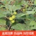 无花果树苗南北方庭院种植盆栽地栽当年结果特大矮化波姬红果