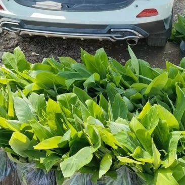 金粉一号蕉苗、威廉斯香蕉苗、西贡芭蕉苗、红香蕉苗，南天黄