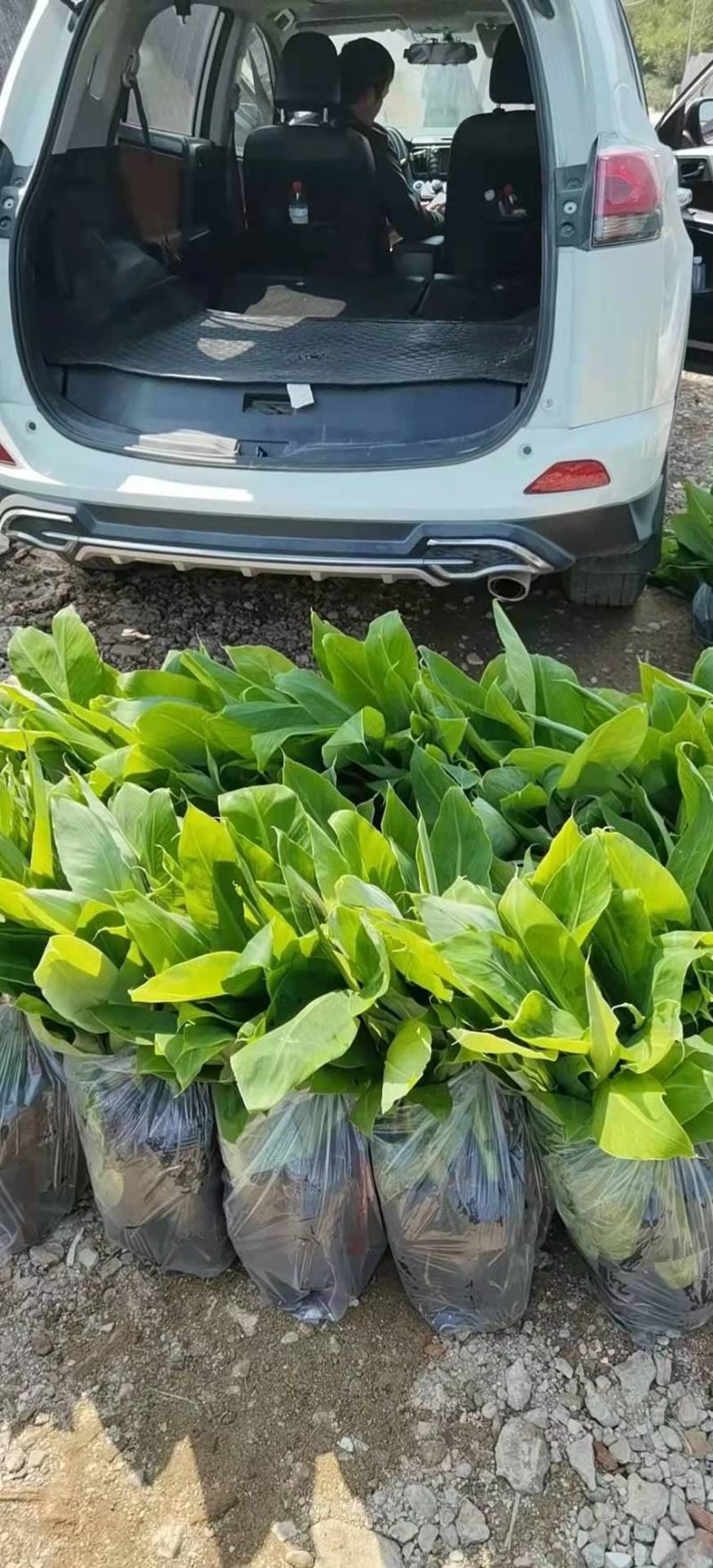 金粉一号蕉苗、威廉斯香蕉苗、西贡芭蕉苗、红香蕉苗，南天黄