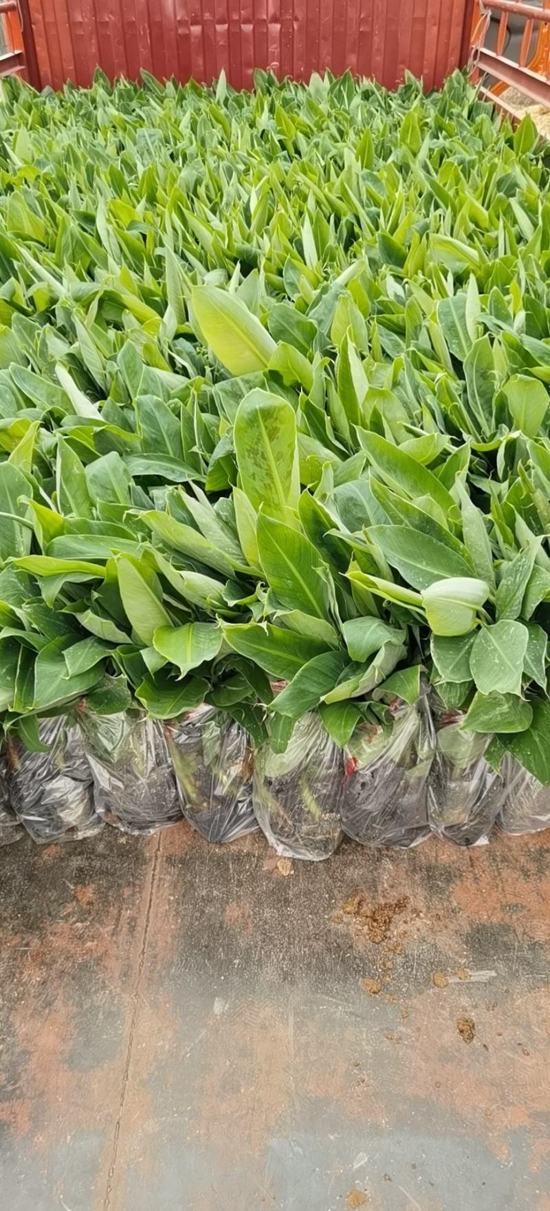 金粉一号蕉苗、威廉斯香蕉苗、西贡芭蕉苗、红香蕉苗，南天黄