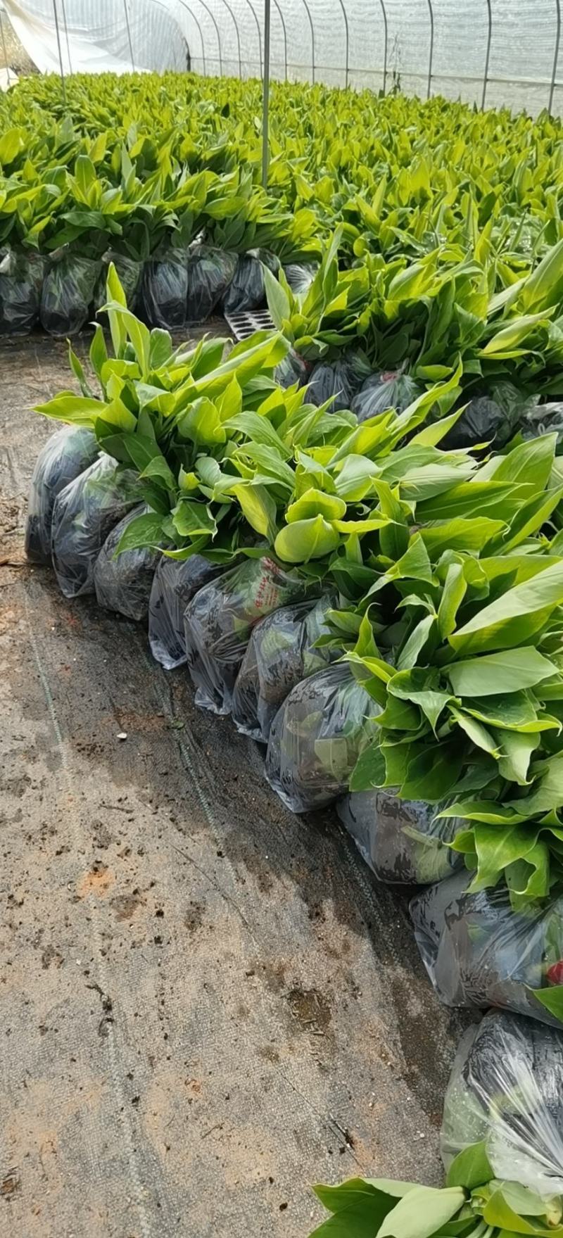 金粉一号蕉苗、威廉斯香蕉苗、西贡芭蕉苗、红香蕉苗，南天黄