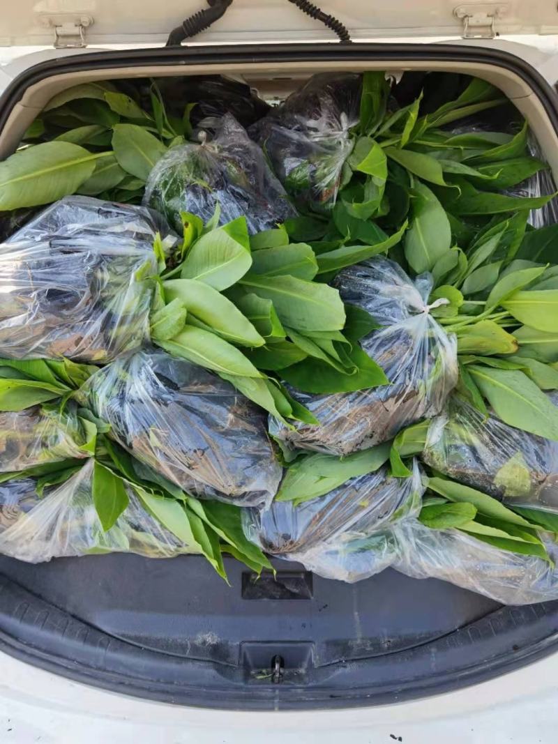 金粉一号蕉苗、威廉斯香蕉苗、西贡芭蕉苗、红香蕉苗，南天黄