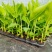 金粉一号蕉苗、威廉斯香蕉苗、西贡芭蕉苗、红香蕉苗，南天黄