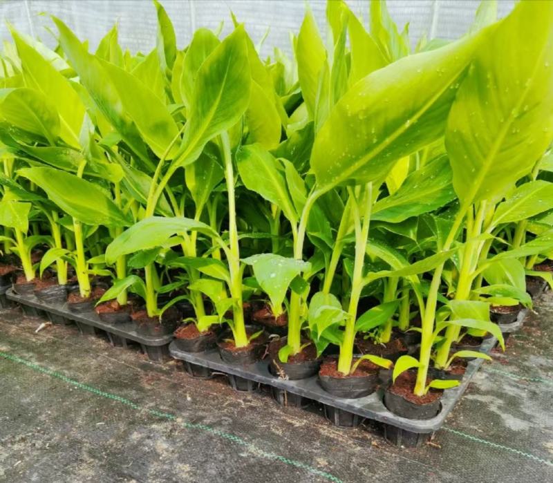 金粉一号蕉苗、威廉斯香蕉苗、西贡芭蕉苗、红香蕉苗，南天黄