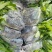 金粉一号蕉苗、威廉斯香蕉苗、西贡芭蕉苗、红香蕉苗，南天黄