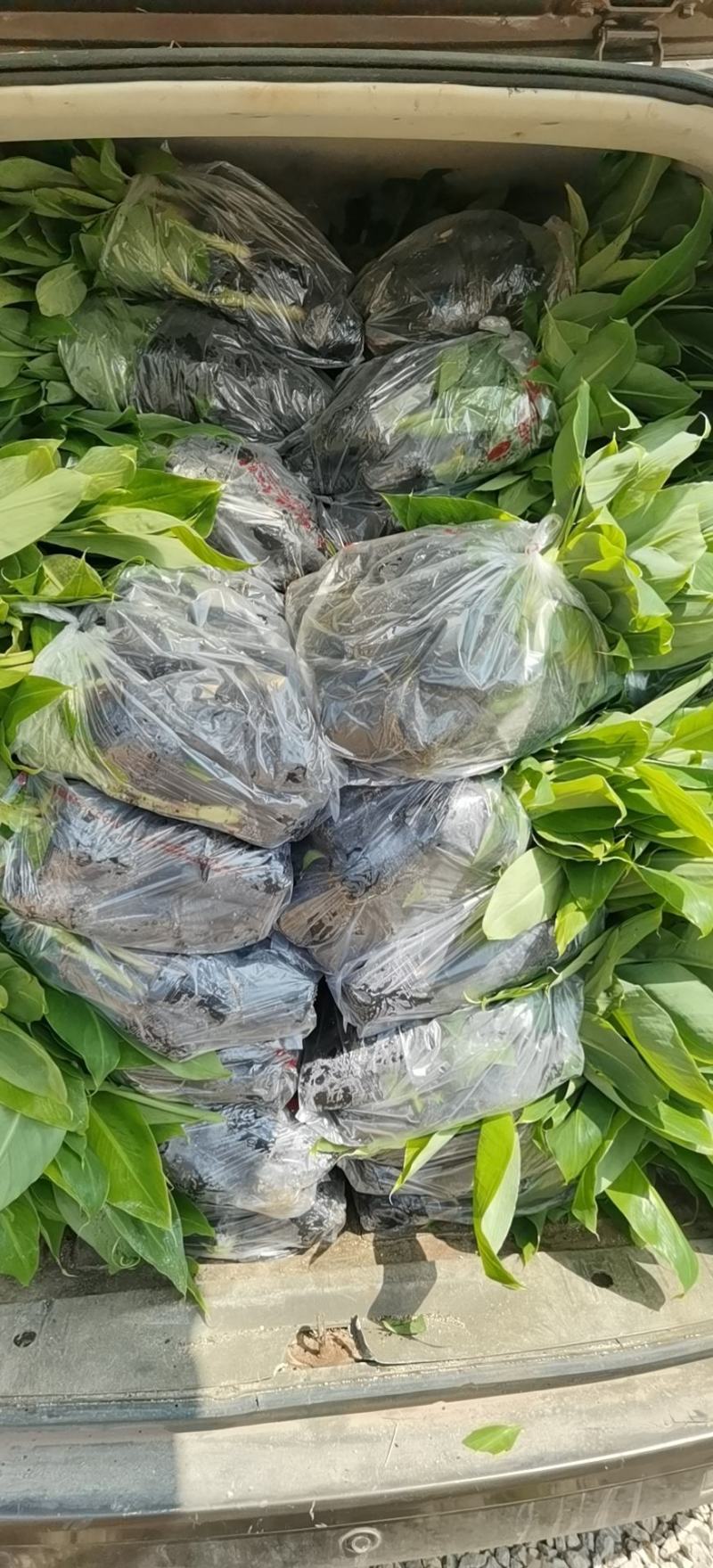 金粉一号蕉苗、威廉斯香蕉苗、西贡芭蕉苗、红香蕉苗，南天黄