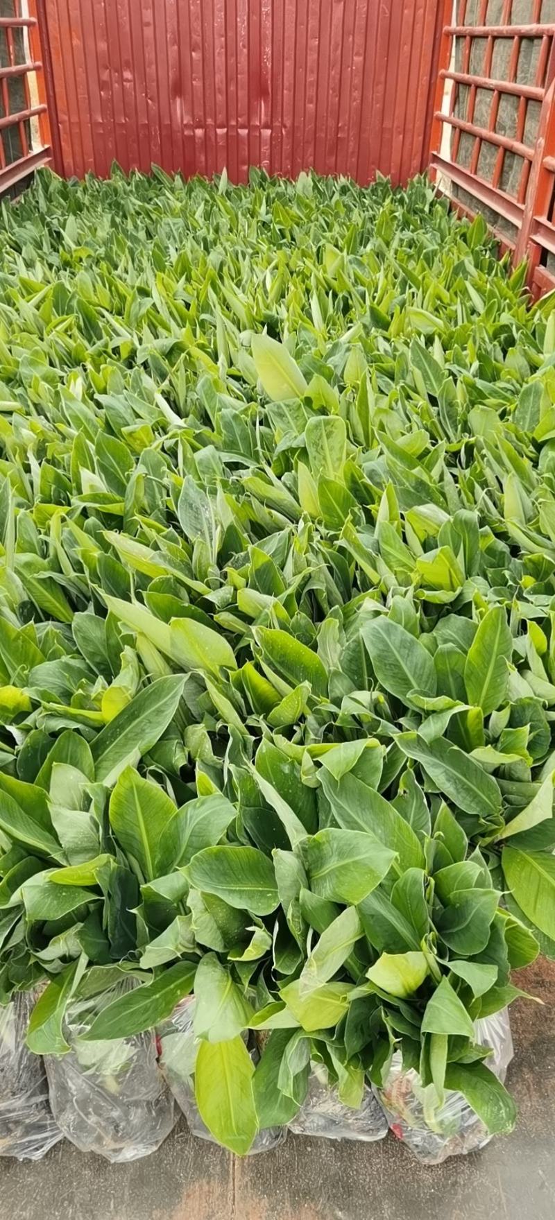 金粉一号蕉苗、威廉斯香蕉苗、西贡芭蕉苗、红香蕉苗，南天黄