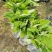 金粉一号蕉苗、威廉斯香蕉苗、西贡芭蕉苗、红香蕉苗，南天黄