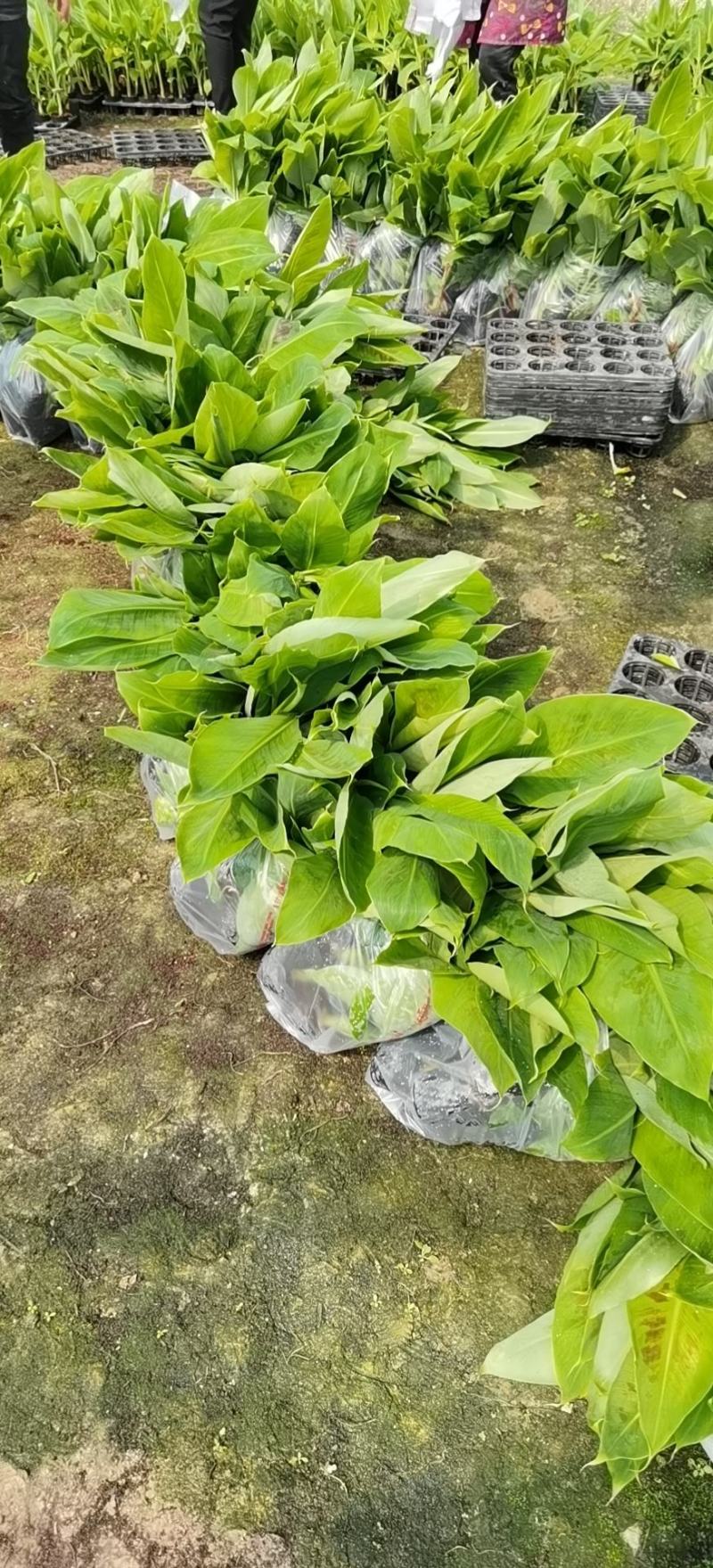 金粉一号蕉苗、威廉斯香蕉苗、西贡芭蕉苗、红香蕉苗，南天黄