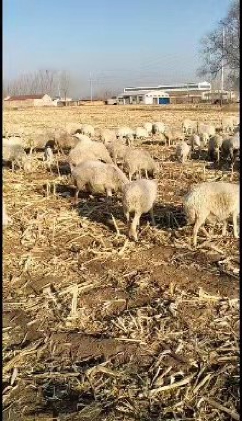 自家养的母绵羊，有要的联系