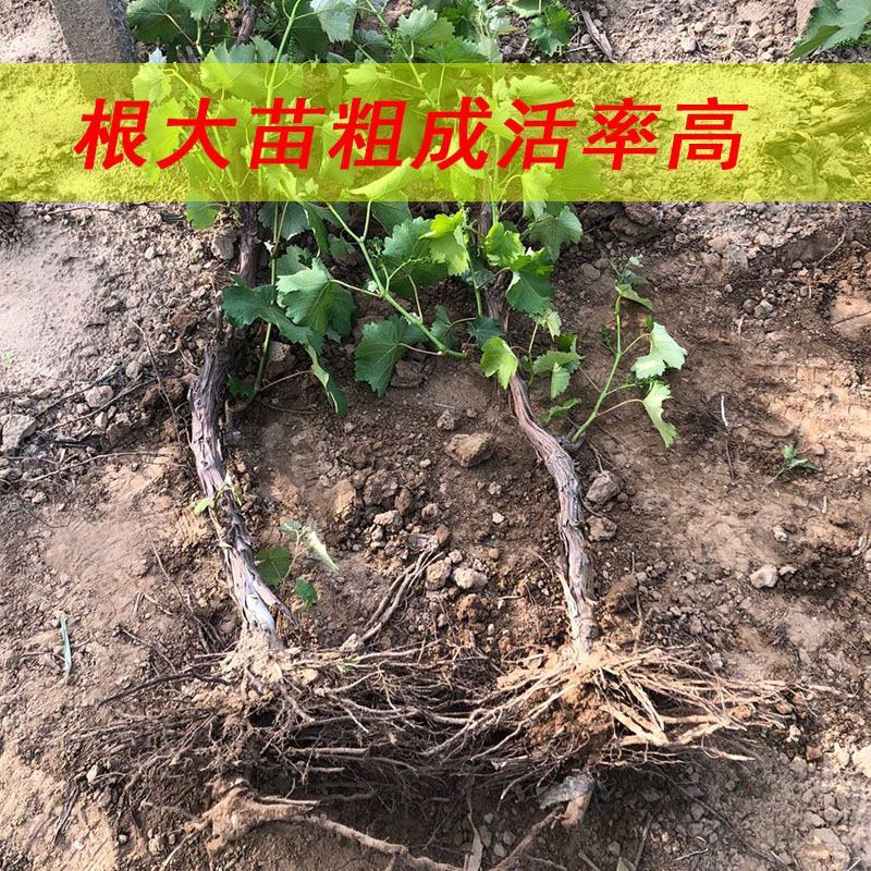 巨峰葡萄树苖葡萄苗特大大苗爬藤葡萄树苗南方种植果树果苗