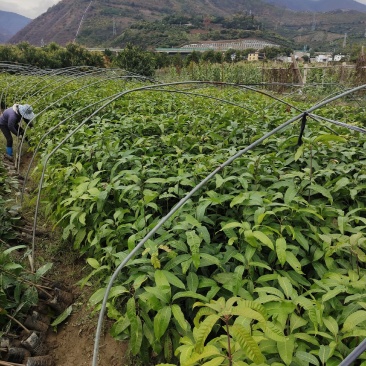 芒果苗云南元江县自产自销量大从优优质生苗