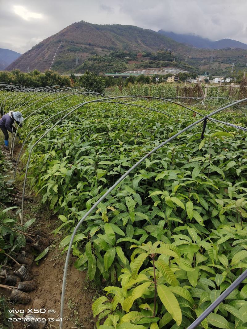 芒果苗云南元江县自产自销量大从优优质生苗